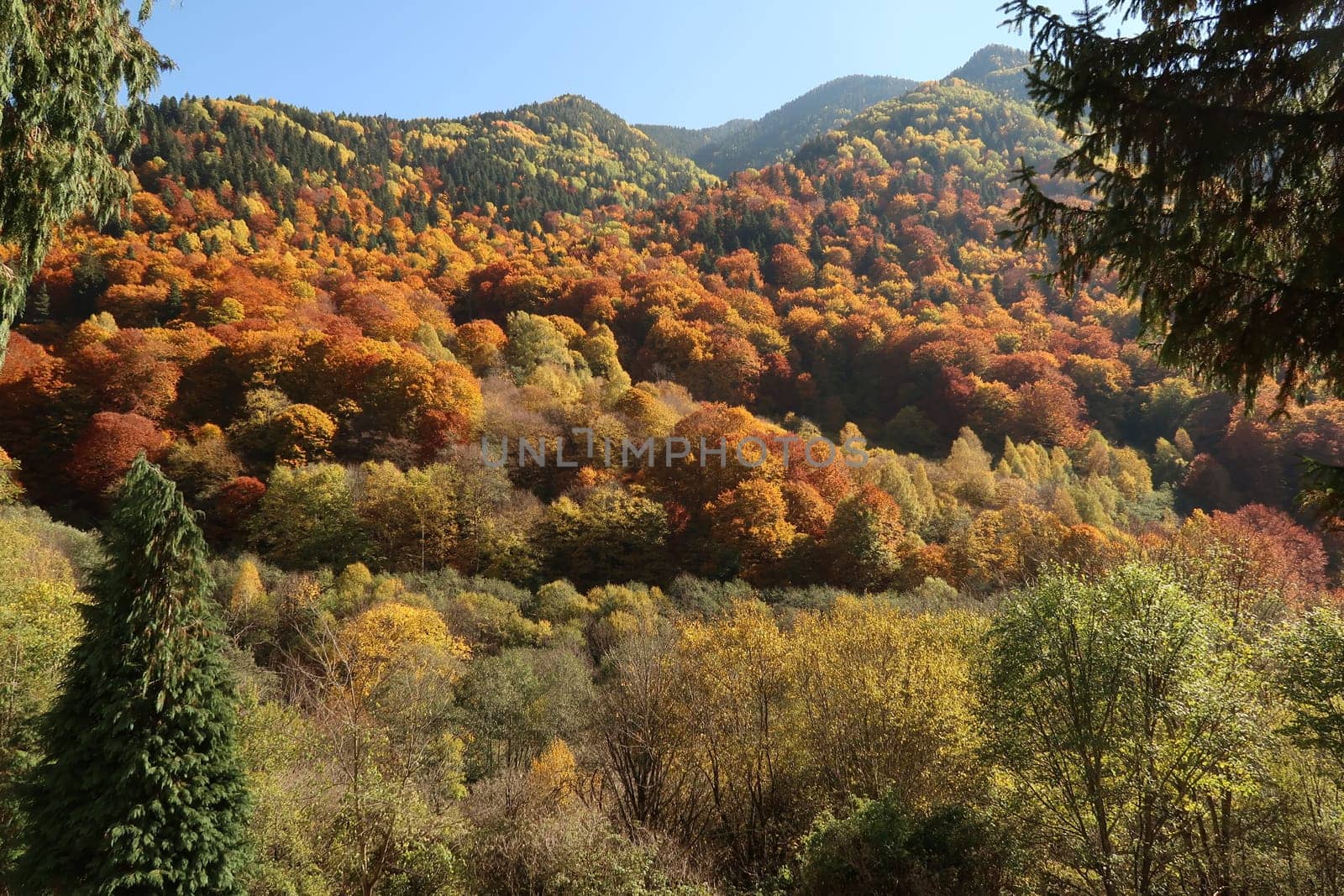 Colorful forest surrounding Rila Monastery in autumn, Bulgaria 2021