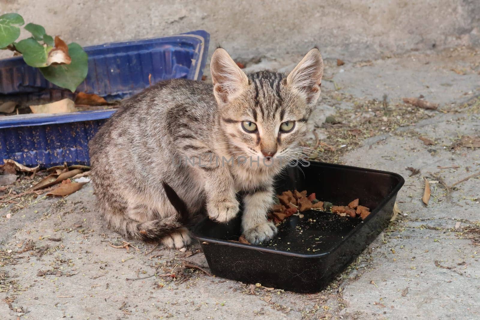 Kitten eating and getting distracted in the Ano Poli neighborhood, Thessaloniki by Vale1213