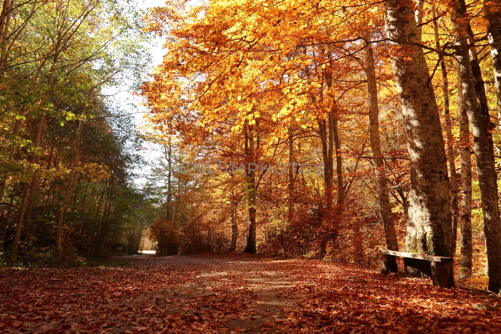 Path in the park surrounding Rila Monastery in autumn with bench, Bulgaria 2021