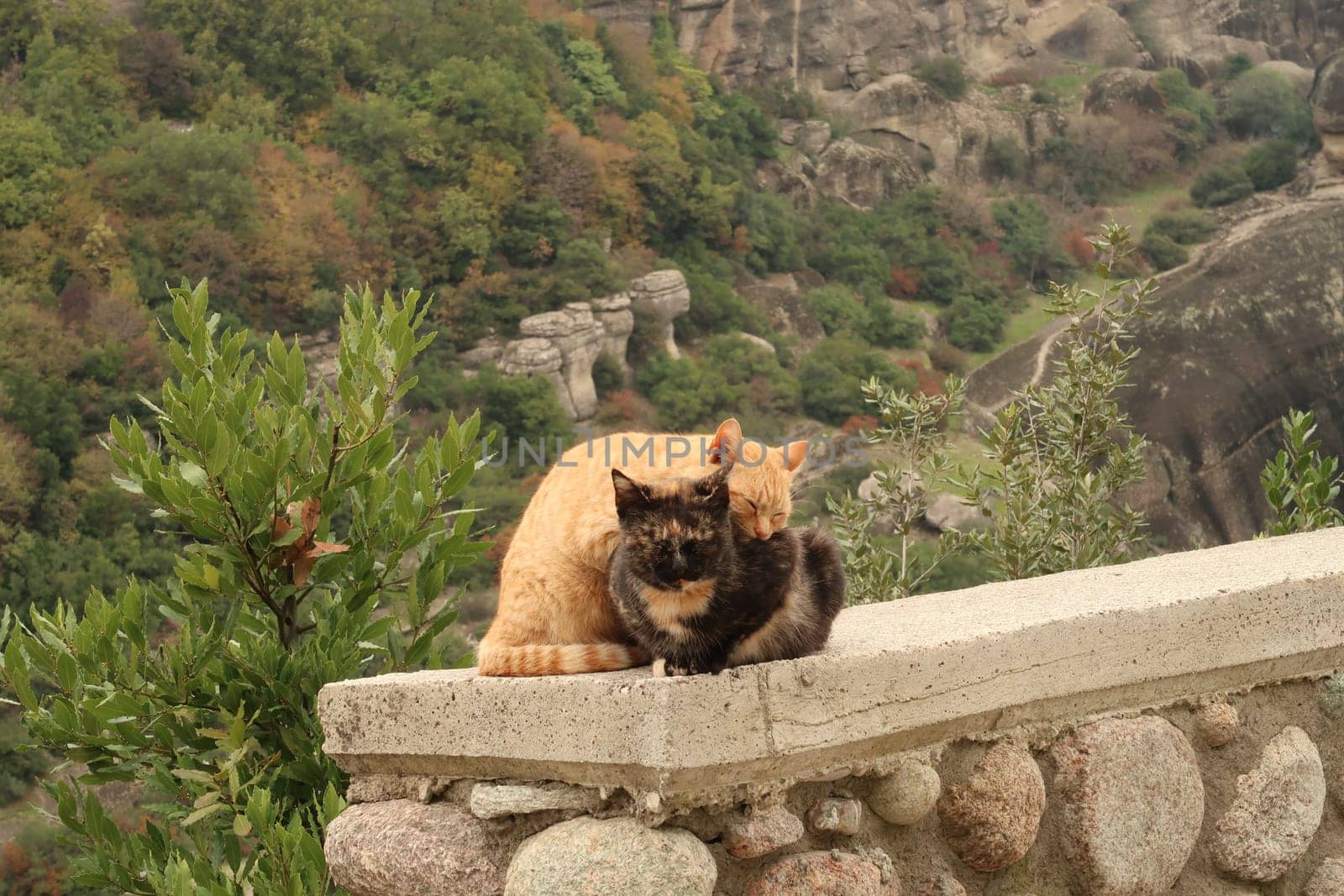 Two beautiful cats cuddling at the side of the road close to the Meteora Monasteries, Greece 2021