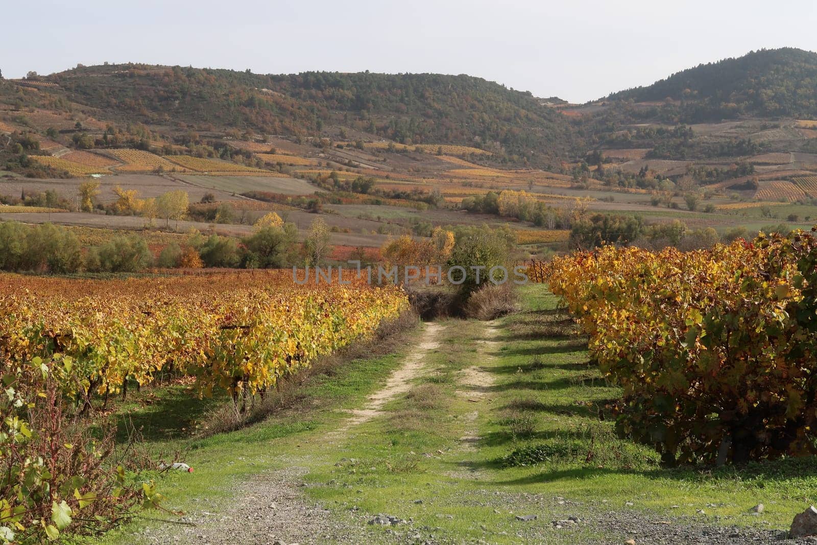 Colorful vineyard on mainland greece in fall during golden hour, Greece 2021