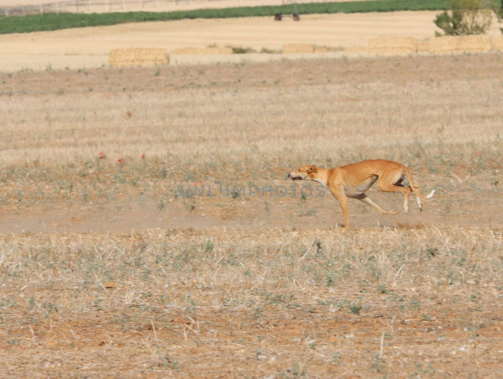 greyhound race fast dog domestic animal field hare hunting