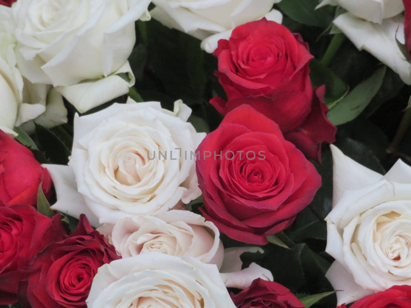 beautiful natural flowers aromatic spring romanticism gift