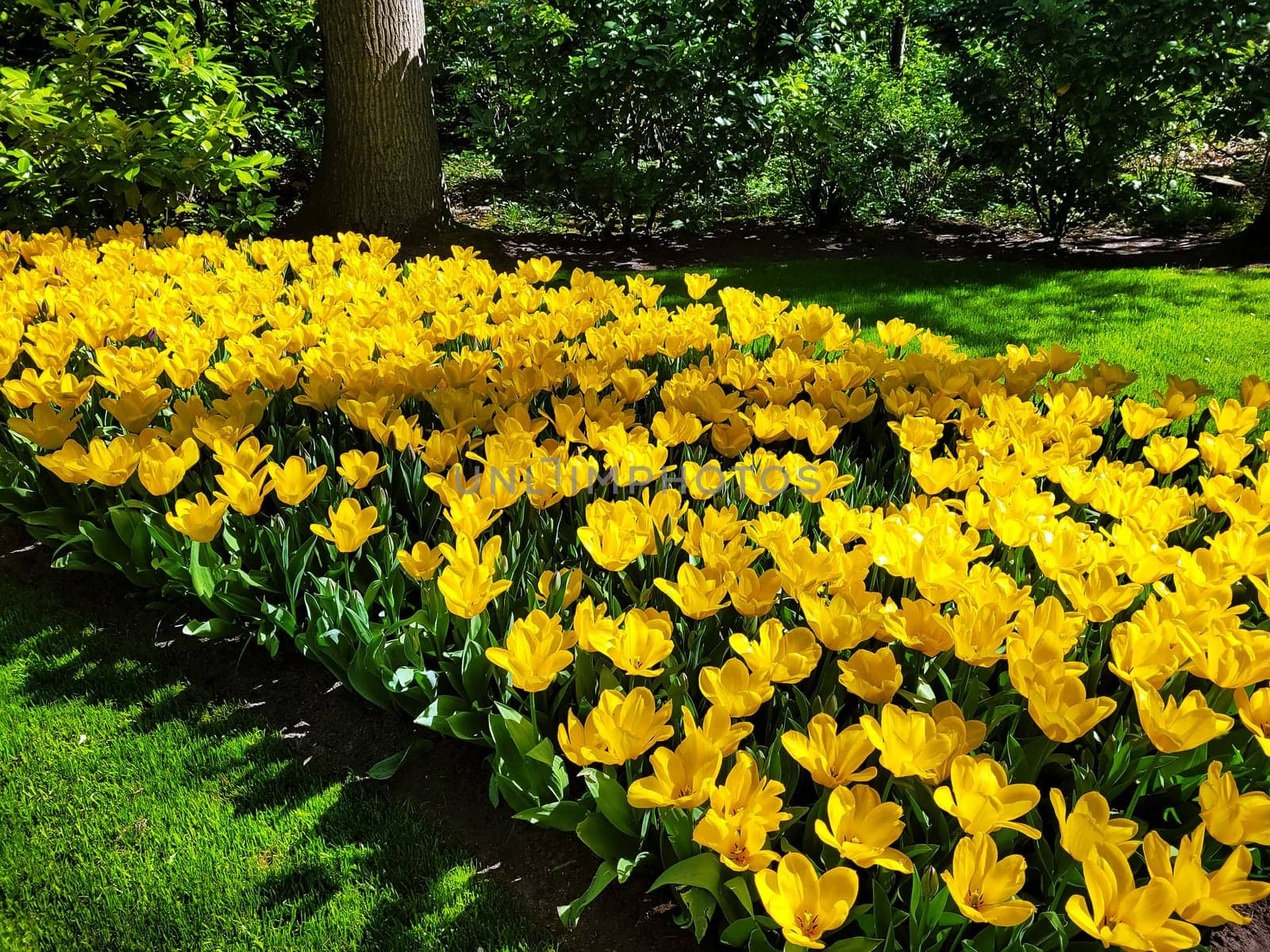 Beautiful tulips in the garden.