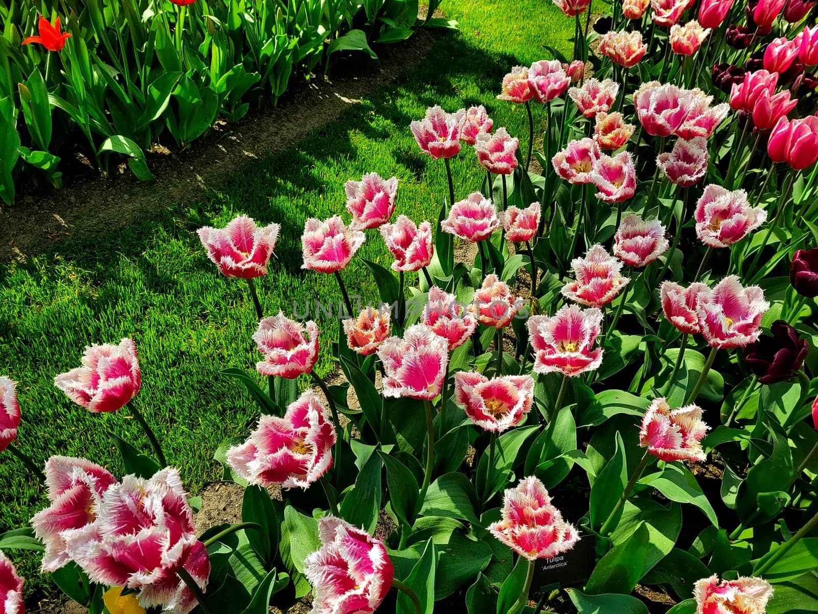 Beautiful tulips in the garden.