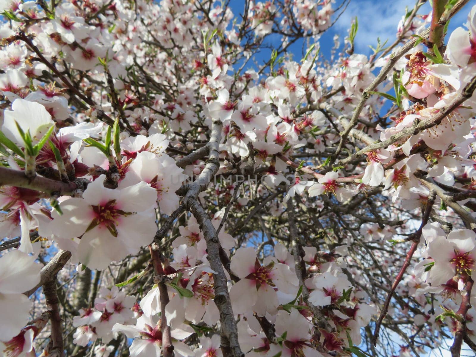 beautiful natural flowers aromatic spring romanticism gift