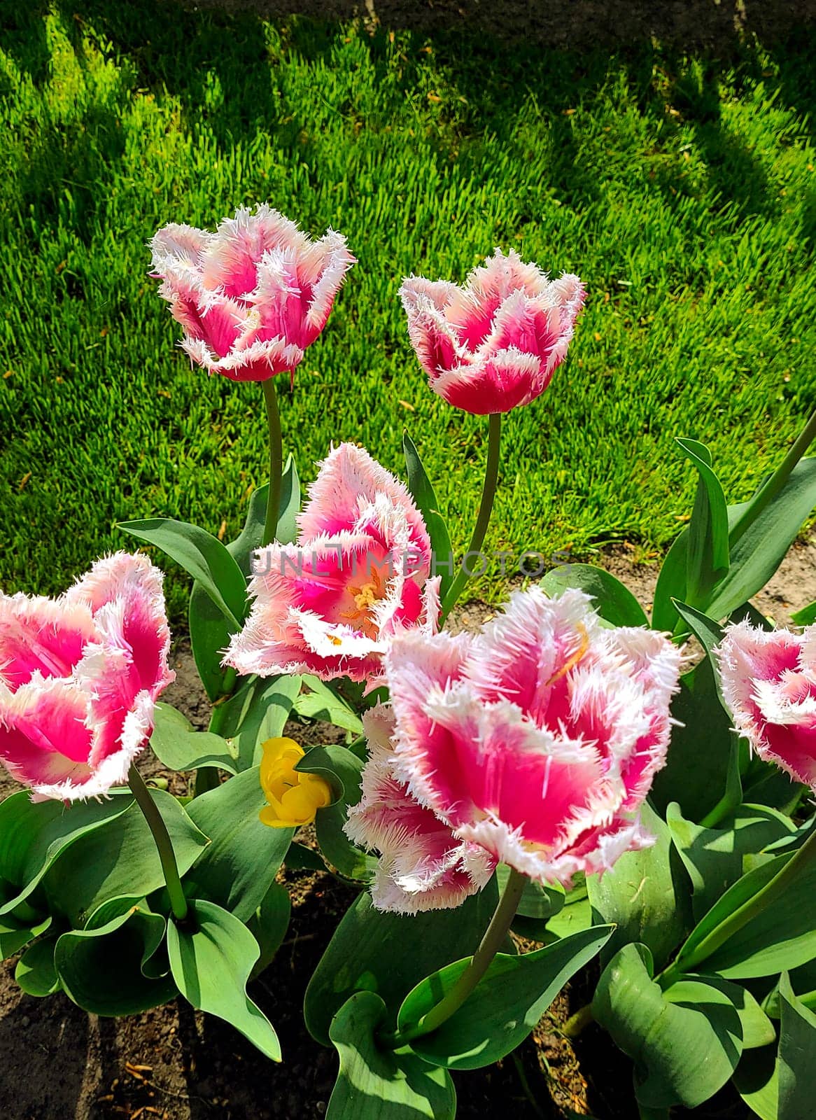 Beautiful tulips in the garden.