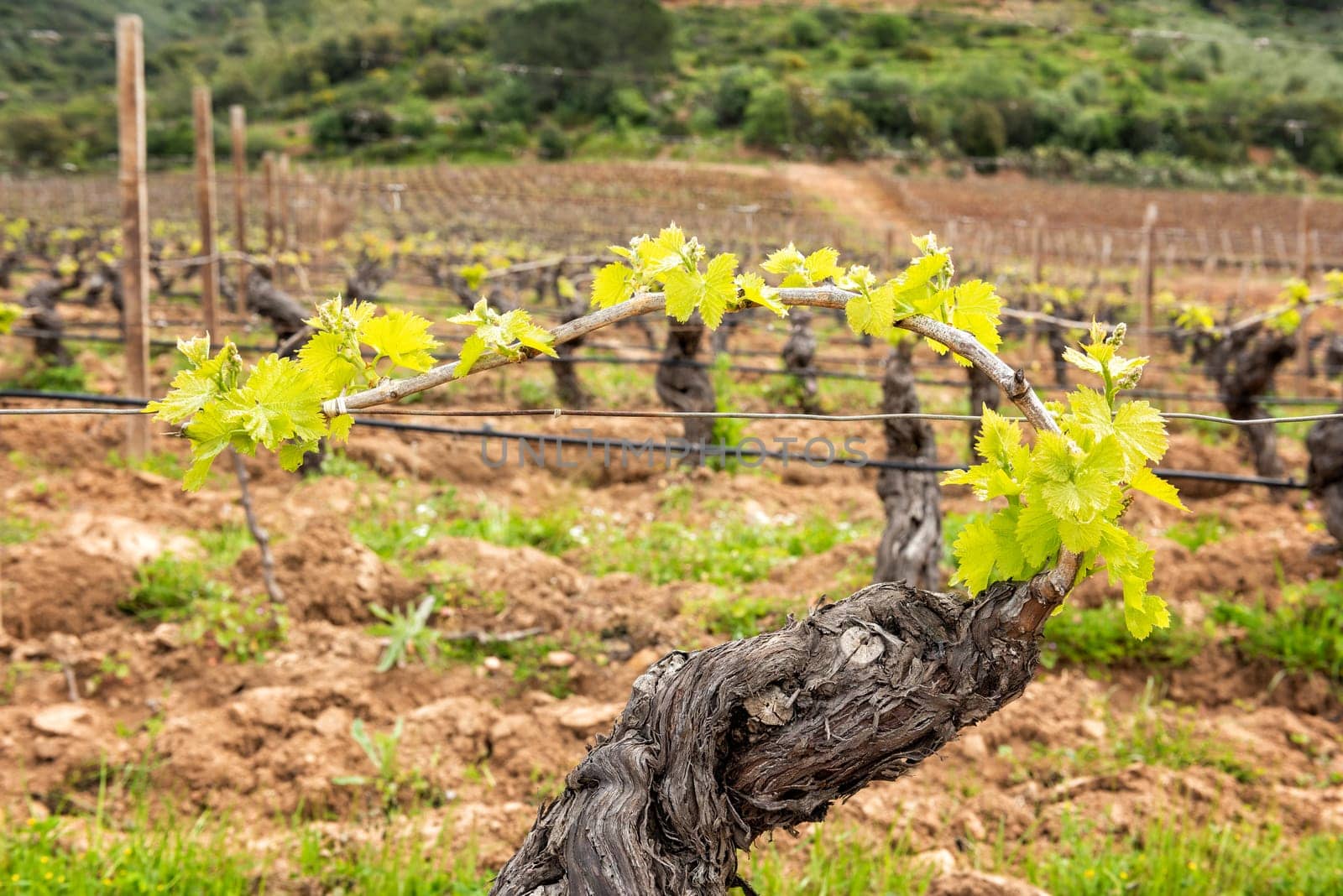 Young inflorescence of the vine. Close-up of the buds and young leaves in the branches of a vineyard in Sardinia, Italy. Traditional agriculture.