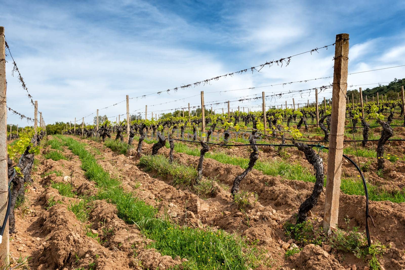 Vineyard in spring with new shoots and young leaves in the branches. Young inflorescence of the vine. Traditional agriculture. Sardinia, Italy.