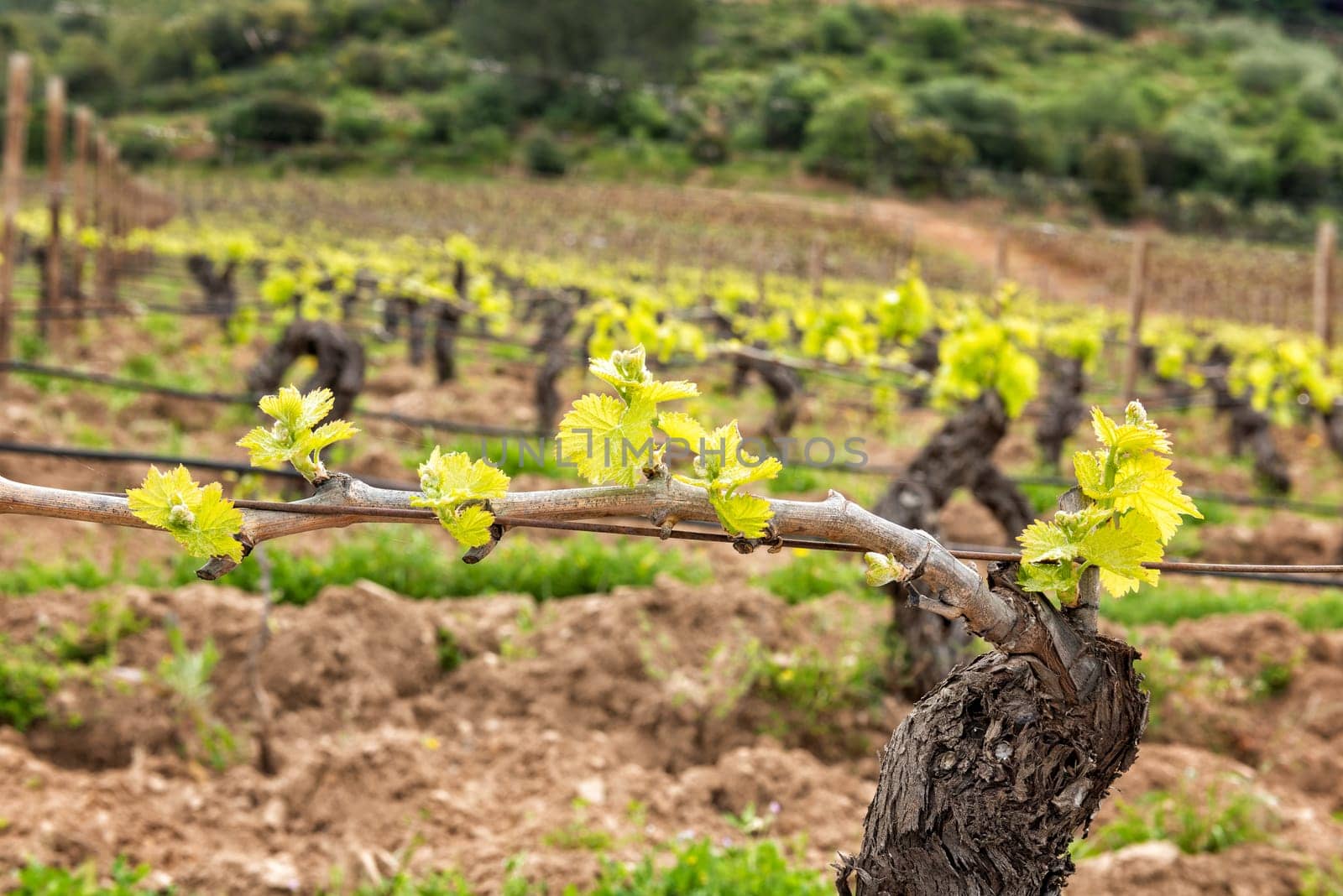 Young inflorescence of the vine. Close-up of the buds and young leaves in the branches of a vineyard in Sardinia, Italy. Traditional agriculture.
