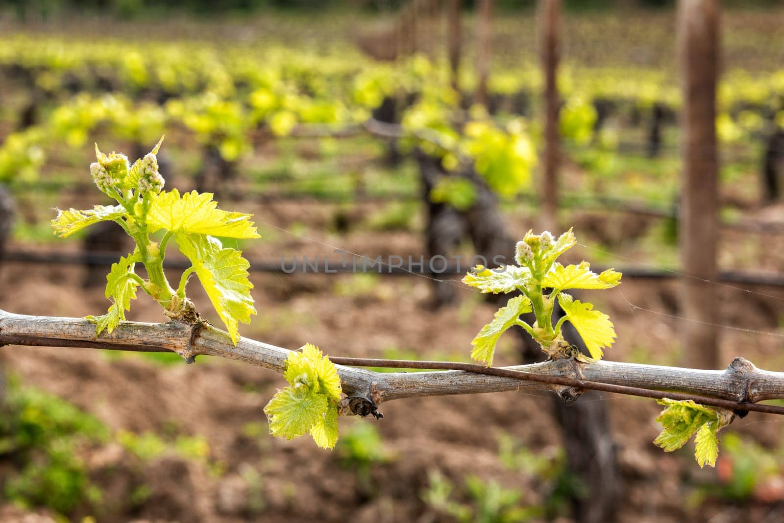 Young inflorescence of the vine. Close-up of the buds and young leaves in the branches of a vineyard in Sardinia, Italy. Traditional agriculture.
