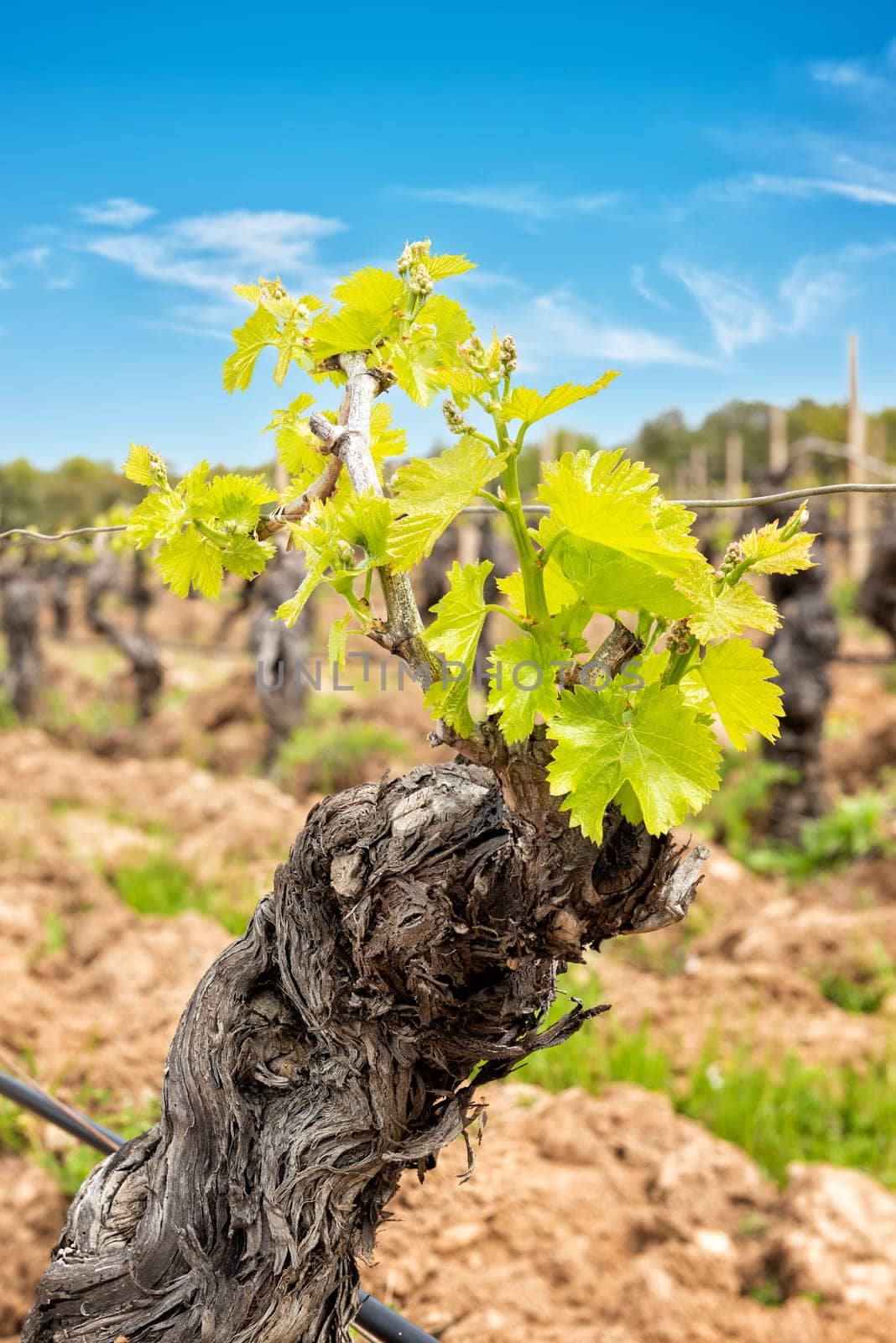 Young inflorescence of the vine. Close-up of the buds and young leaves in the branches of a vineyard in Sardinia, Italy. Traditional agriculture.