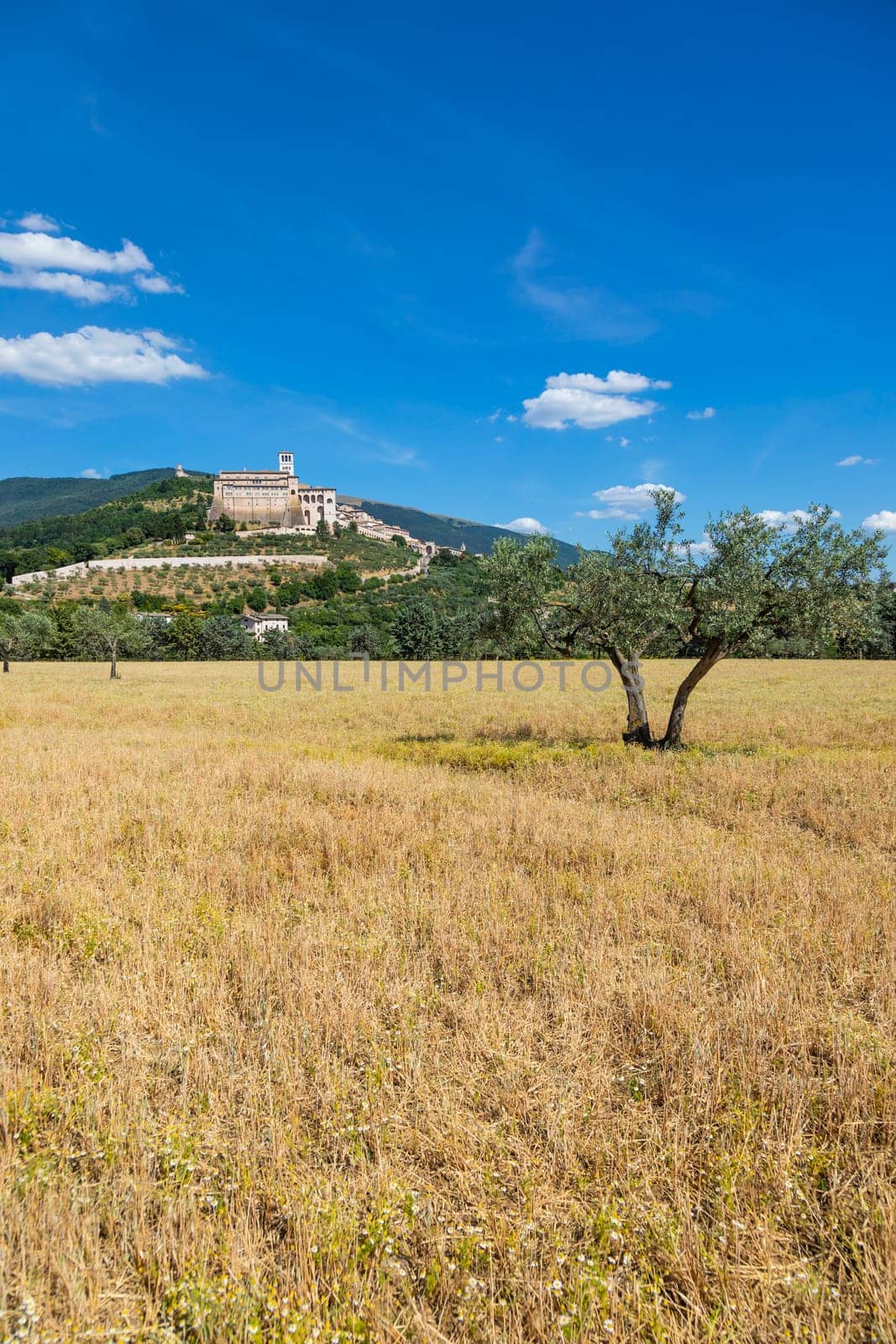 Olive trees in Assisi village in Umbria region, Italy. The town is famous for the most important Italian St. Francis Basilica (Basilica di San Francesco)