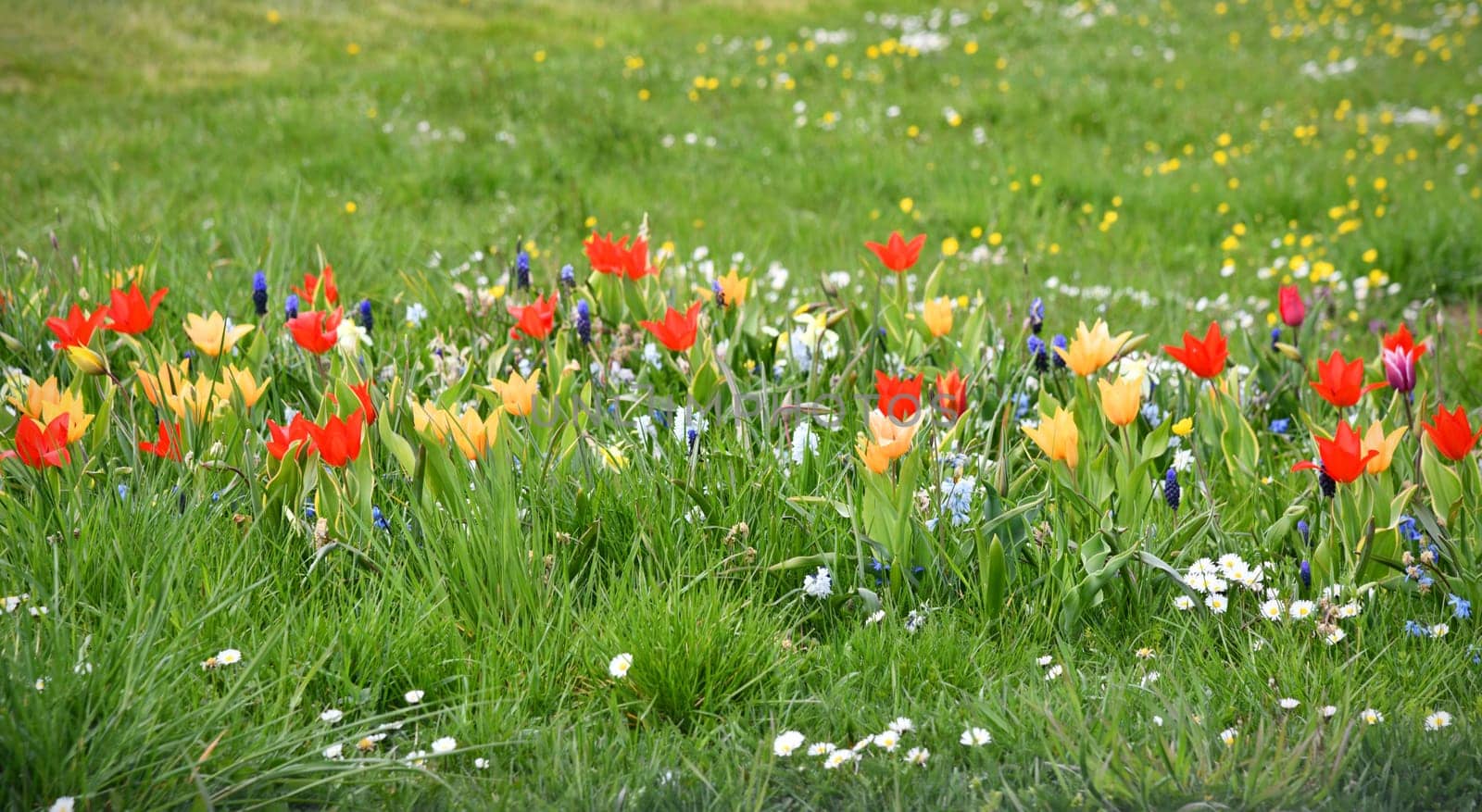 Early blommers on the meadow