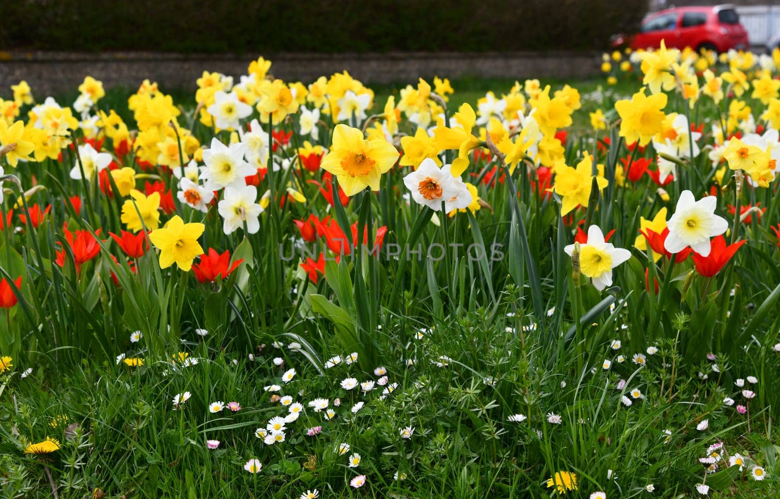 blooming daffodils and tulips in the meadow