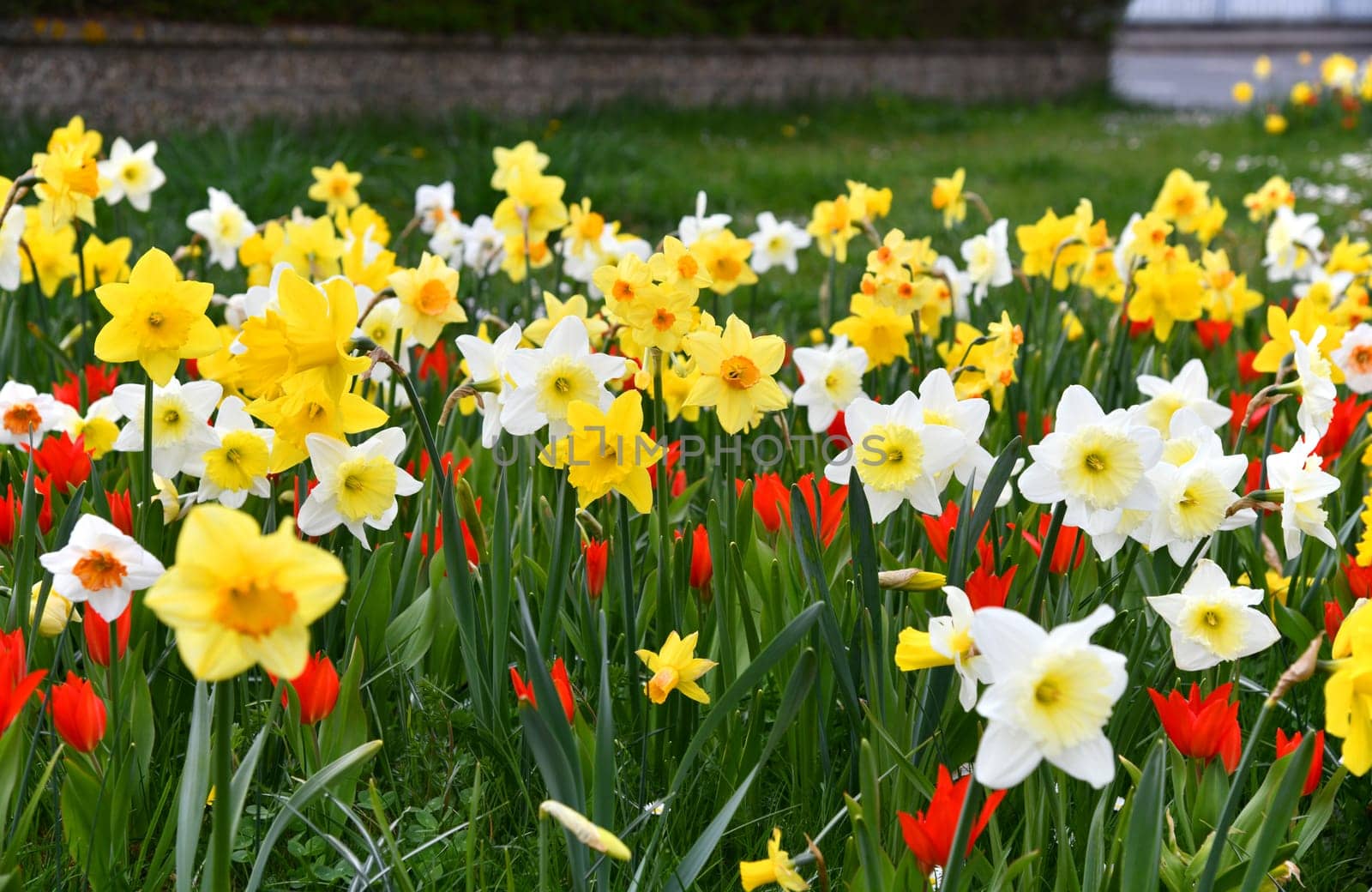 blooming daffodils and tulips in the meadow