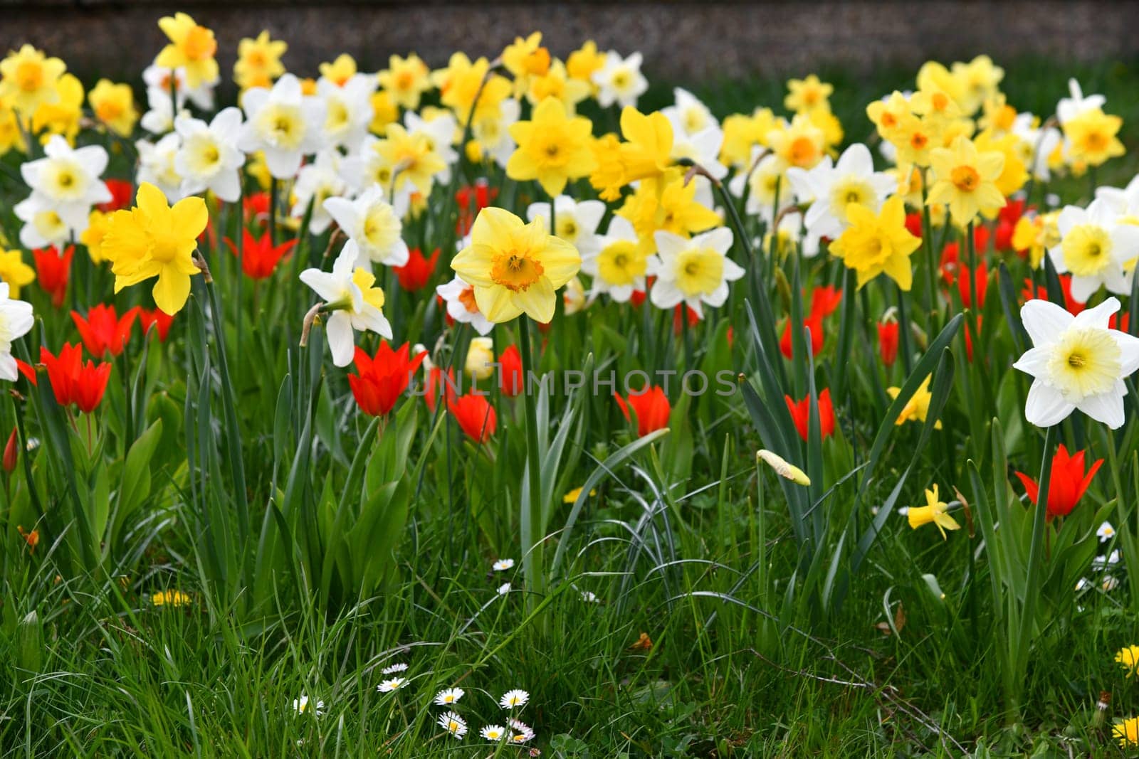 blooming daffodils and tulips in the meadow