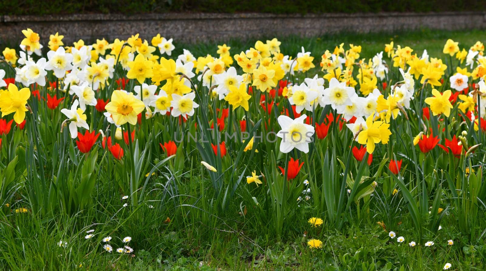 blooming daffodils and tulips in the meadow