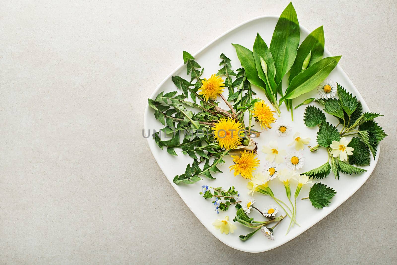 Wild garlic, nettle, dandelion, ground and other medicinal herbs and wild edible plants growing in early spring. Spring background with flowers and herb plants