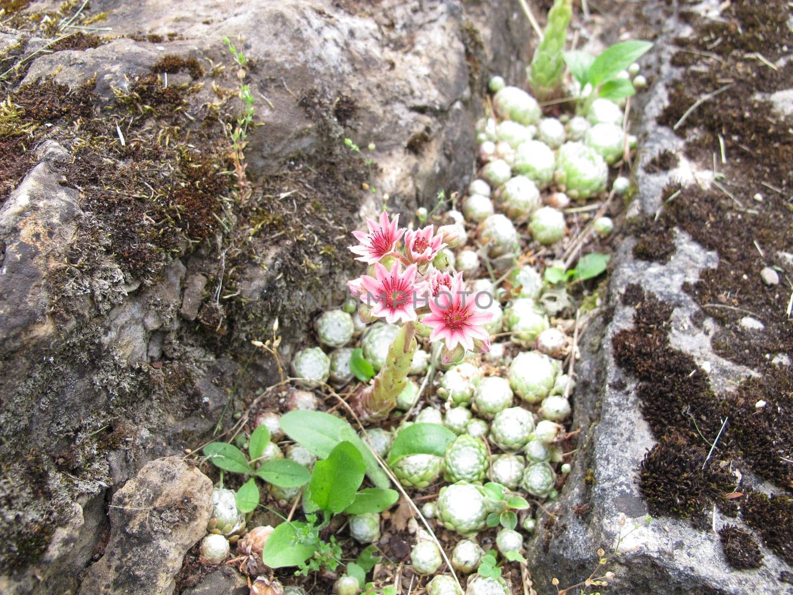 Cobweb house-leek with pink flowers in a rock garden, Sempervivum arachnoideum