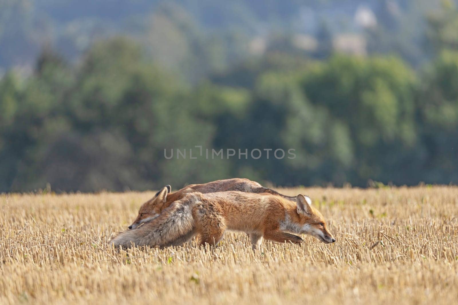 Pair of red foxes is running  on a yellow stubble. Horizontally.