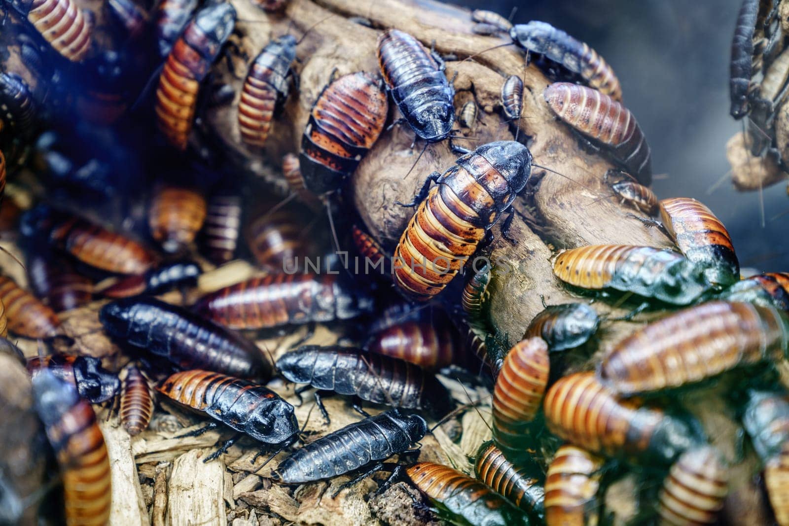 Close-up image of a colony of Madagascar hissing cockroach (Gromphadorhina portentosa)