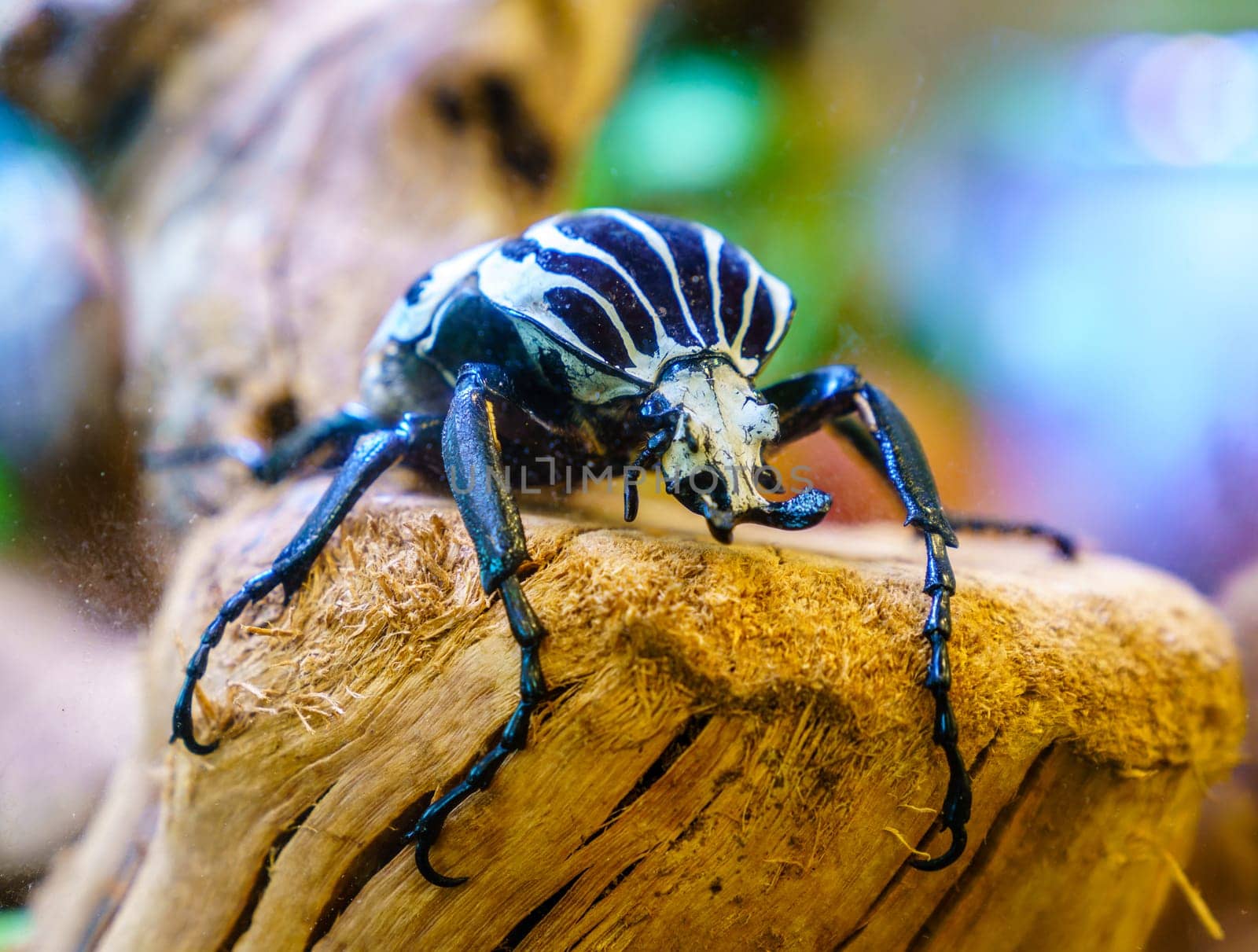 Close-up image of Goliath Beetle (Goliathus goliatus) in iits natural habitat