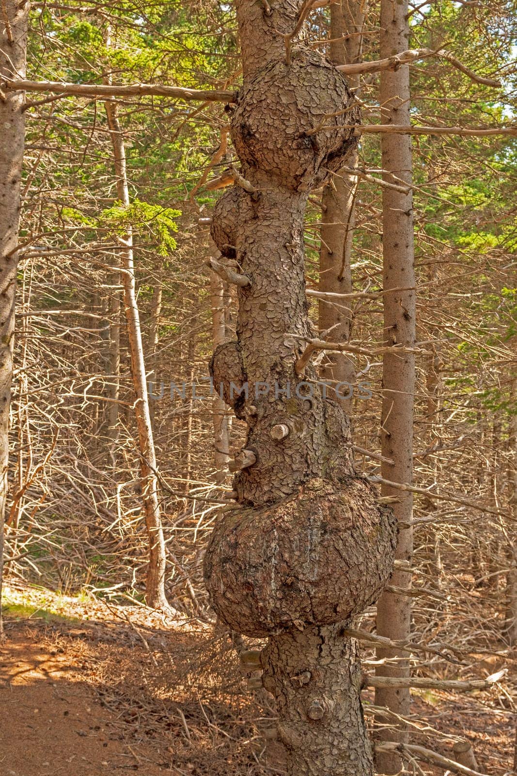 Multiple Burls on a Gnarled Tree In Cape Breton National Park in Nova Scotia