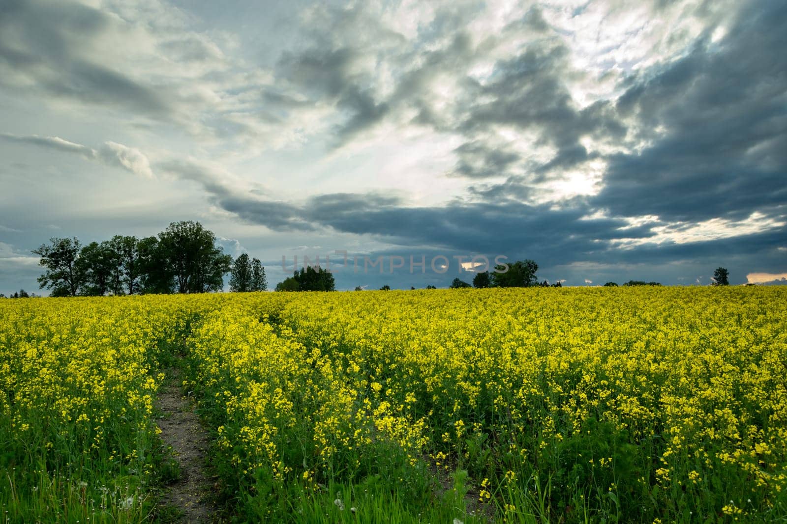Evening clouds over the yellow rape field, spring view