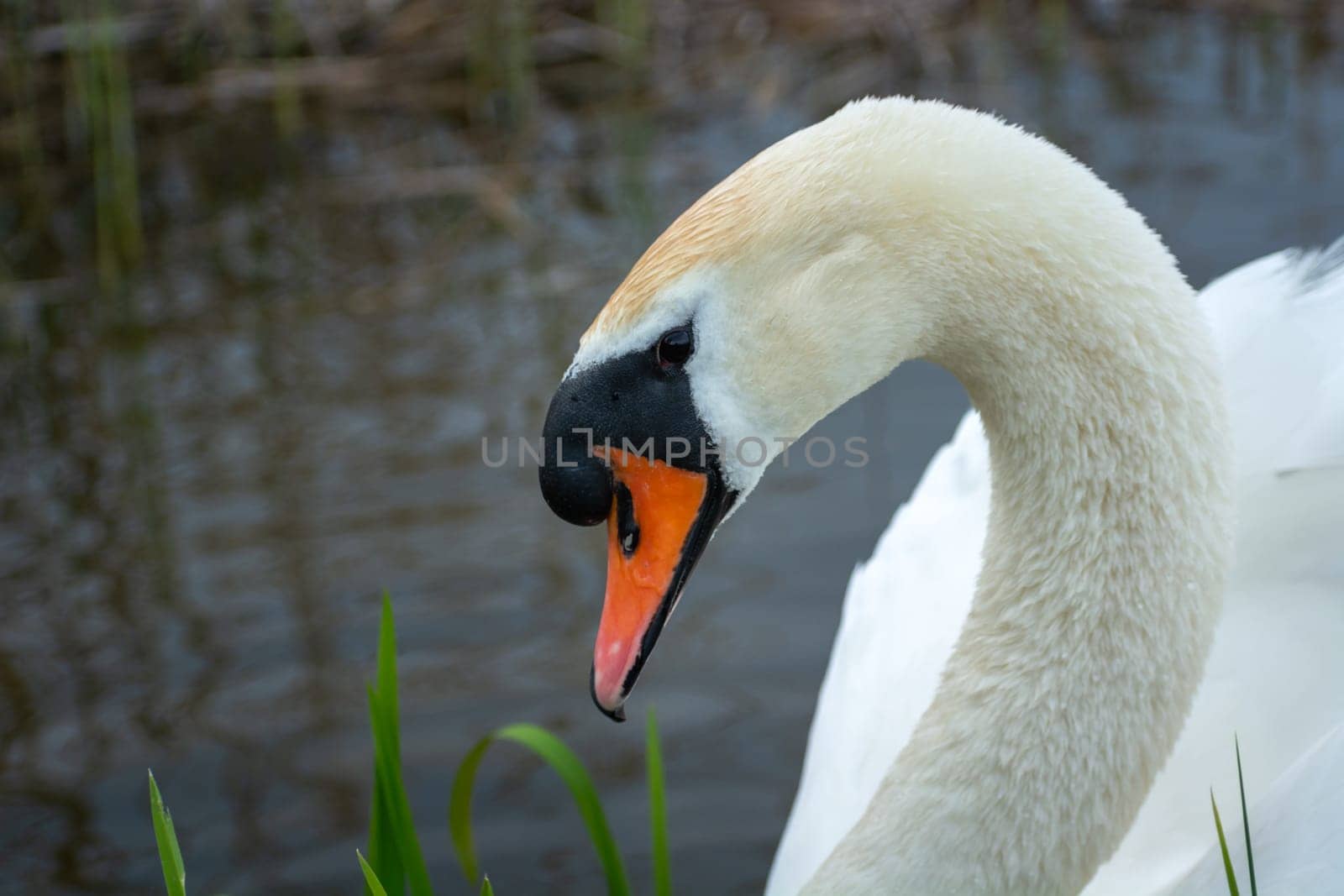 Beautiful white swan posing in profile, springtime view