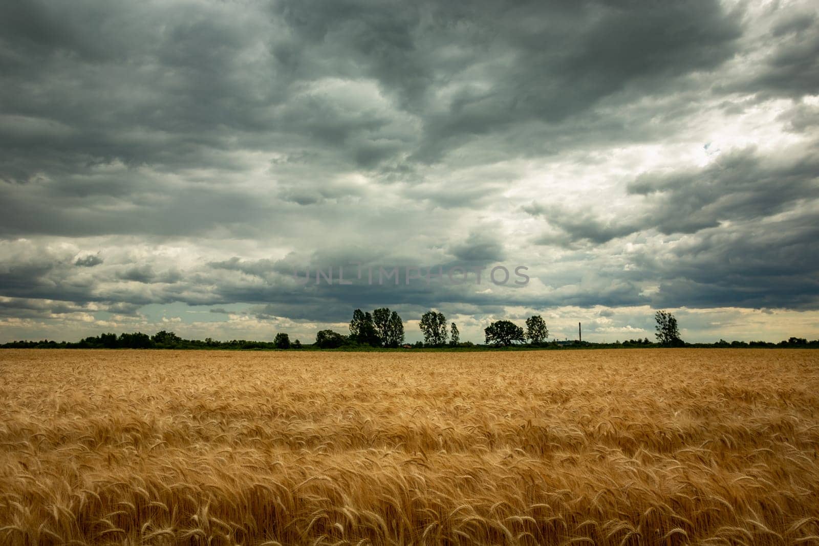 Grain field and dark clouds on the sky, Nowiny, Lubelskie, Poland