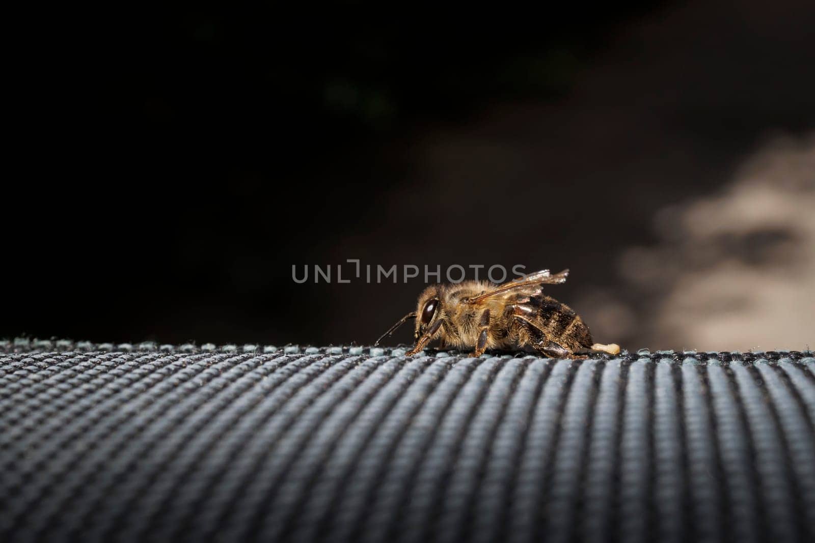 honey bee after bite