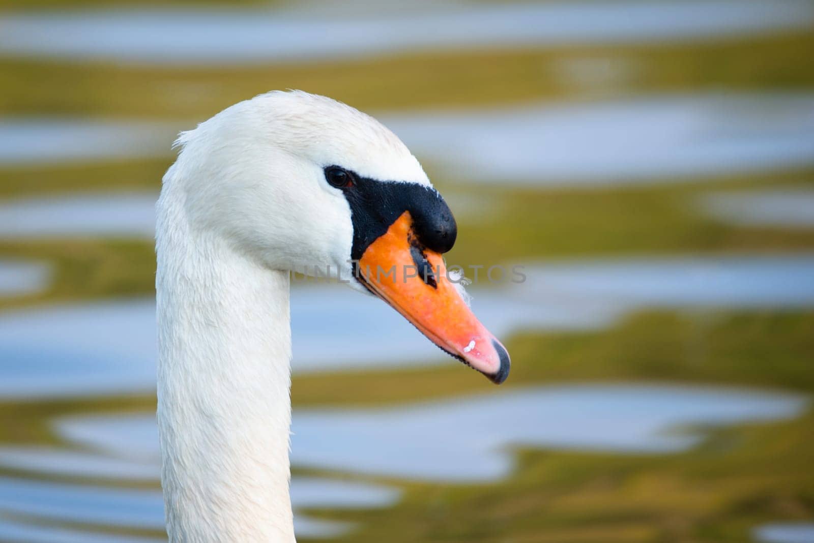 White swan flapping the wings, Moselle river in Germany, water birds, wildlife