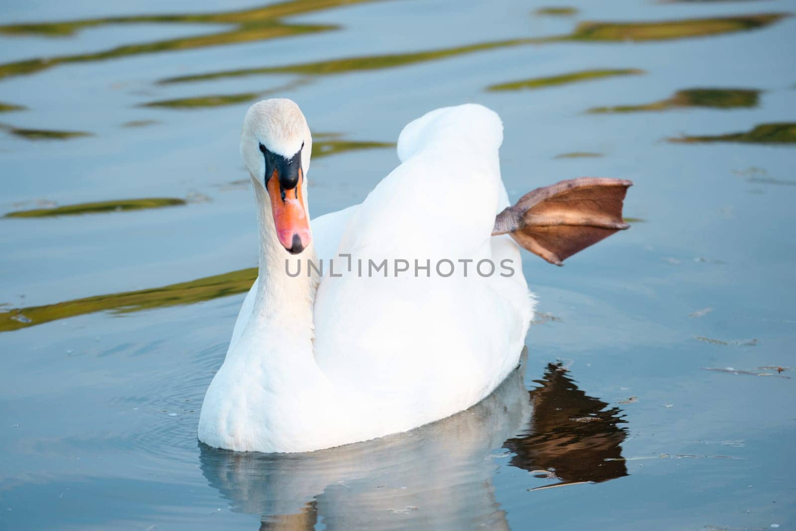 White swan flapping the wings, Moselle river in Germany, water birds, wildlife