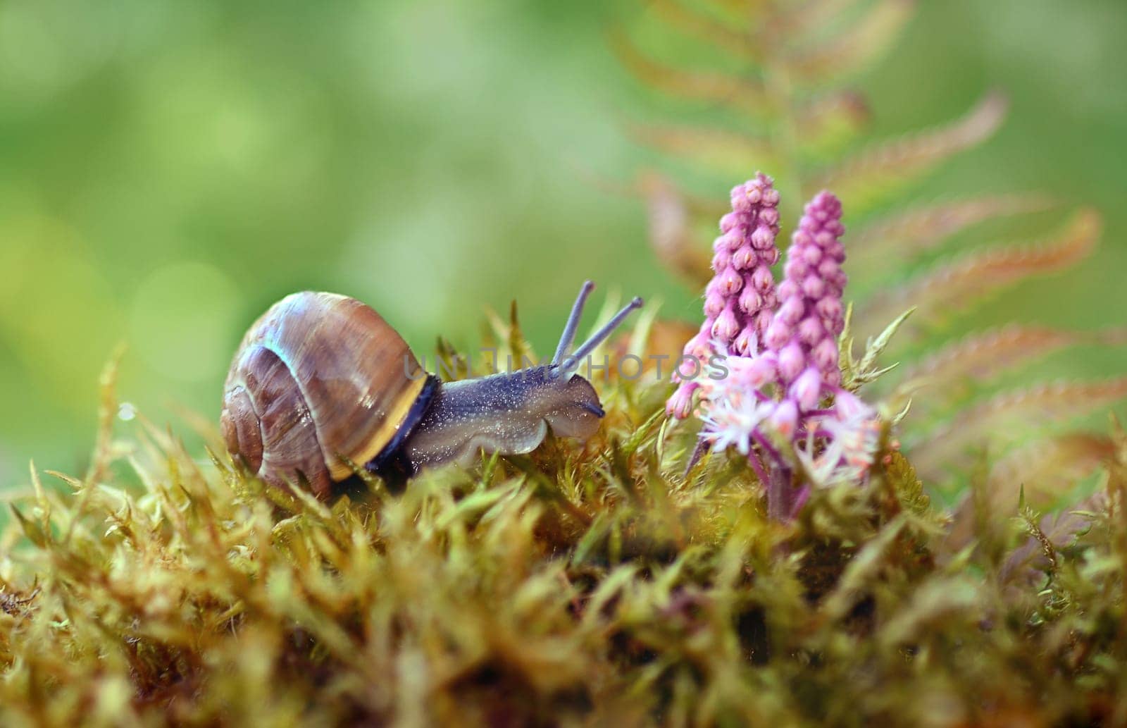 Snail
