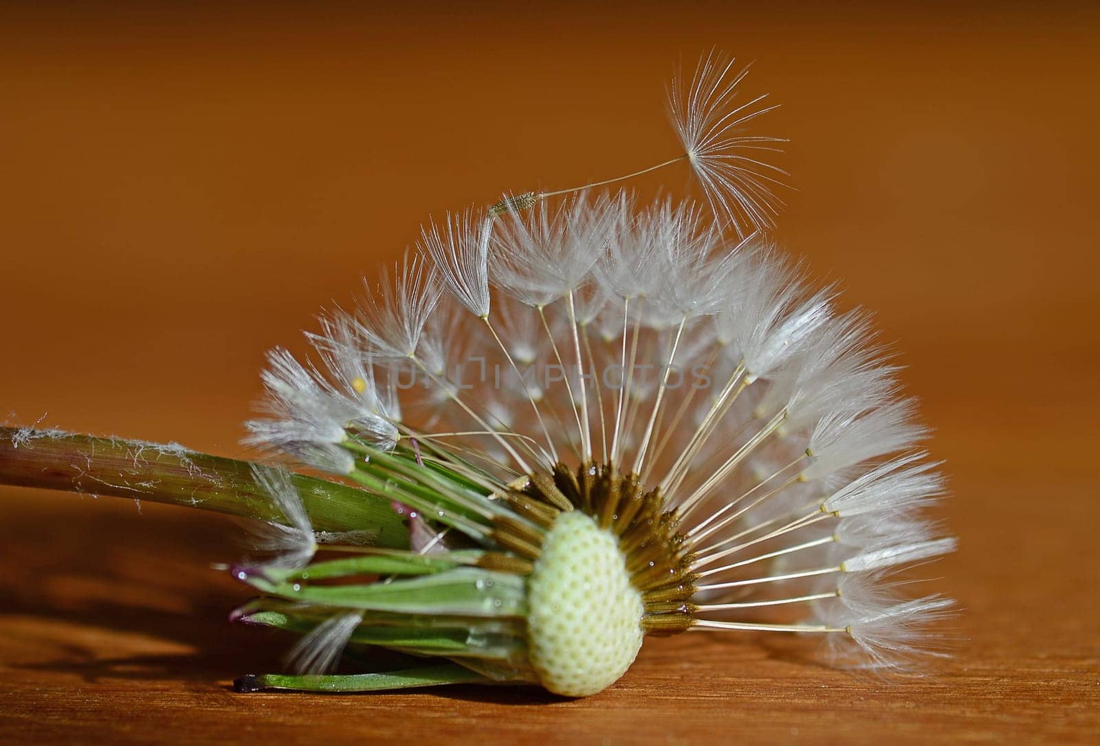 dandelion