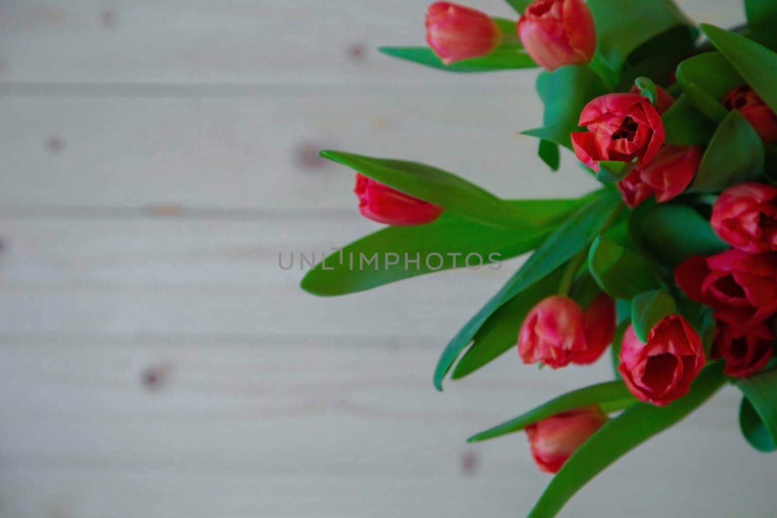 Pink tulips with green leaves are on the side of the exposition, the background of wood is blurred. High quality photo