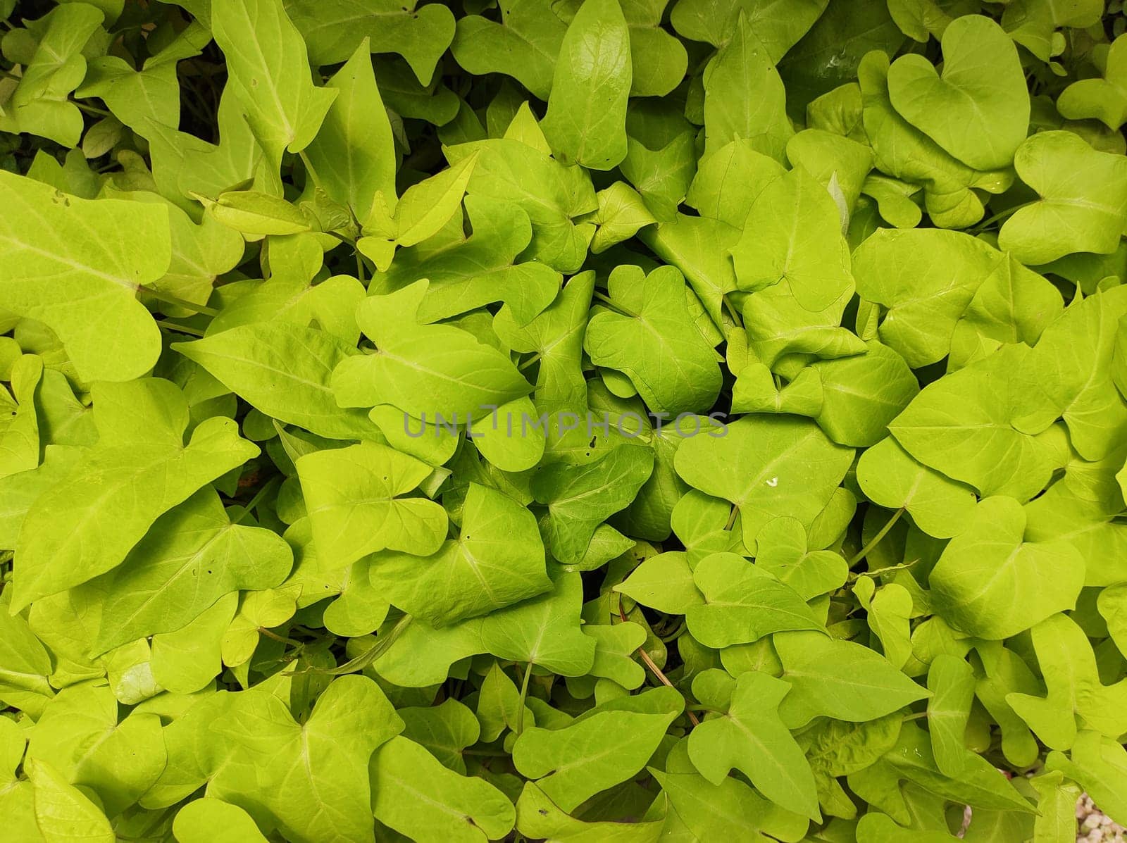 Green creeping garden foliage (Ipomea limon), top view.
