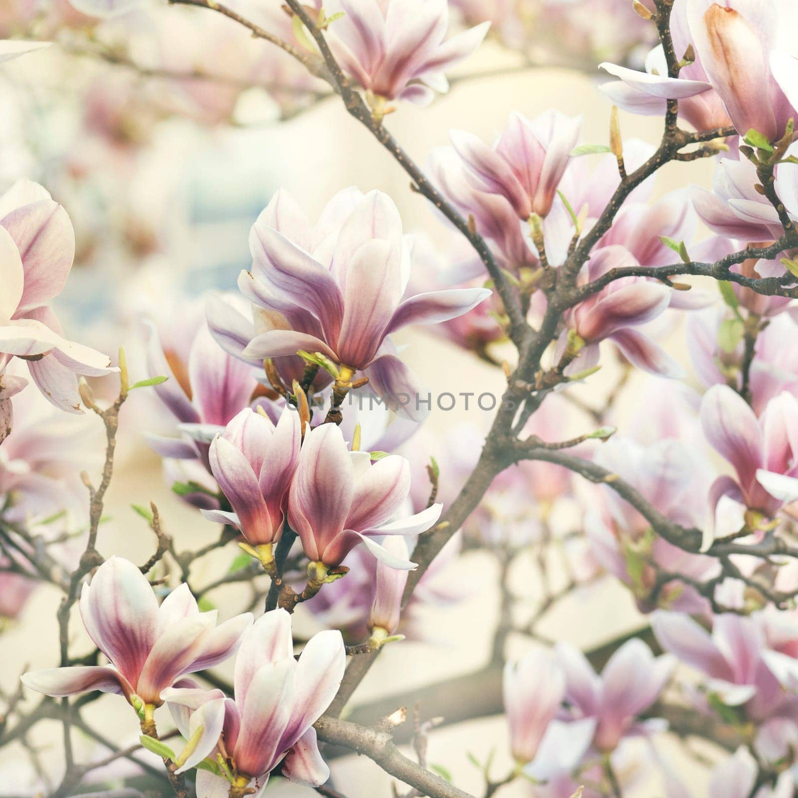 Beautiful magnolia flower