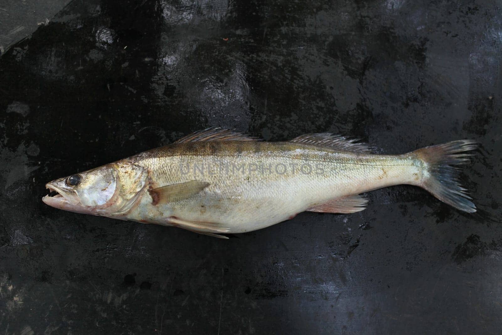 freshly caught predator fish zander on a dark background