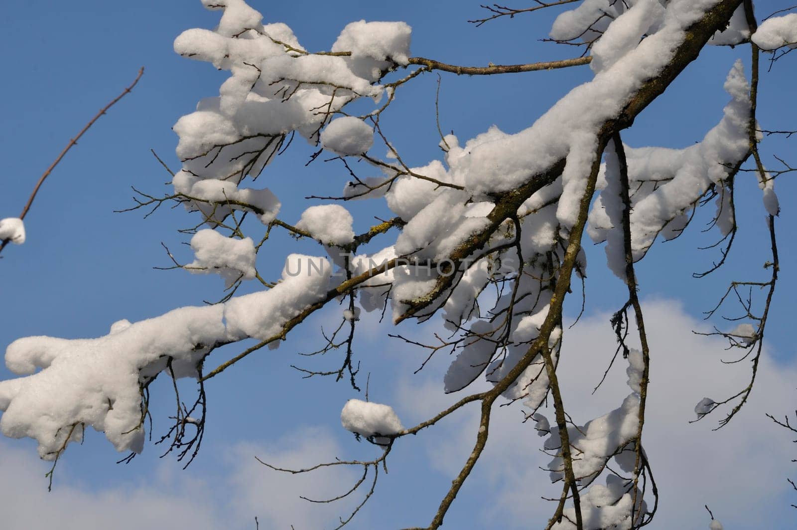 A branch covered in snow