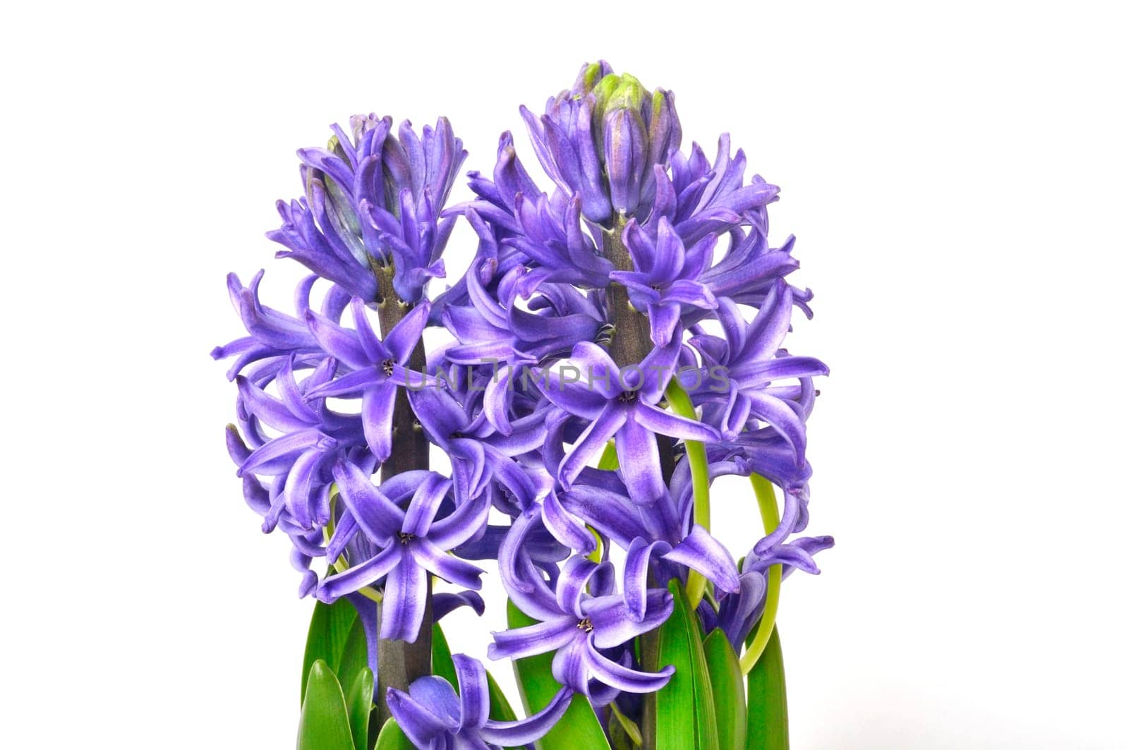 Studio shot of a hyacinth