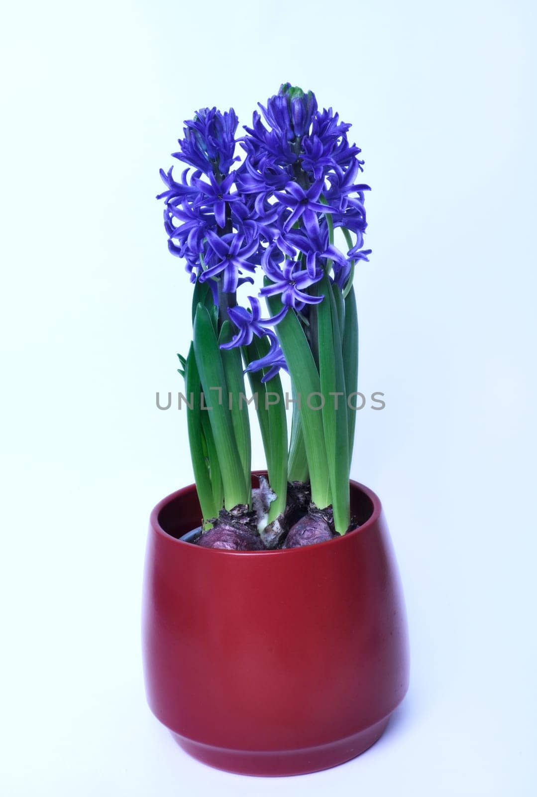 Studio shot of a hyacinth