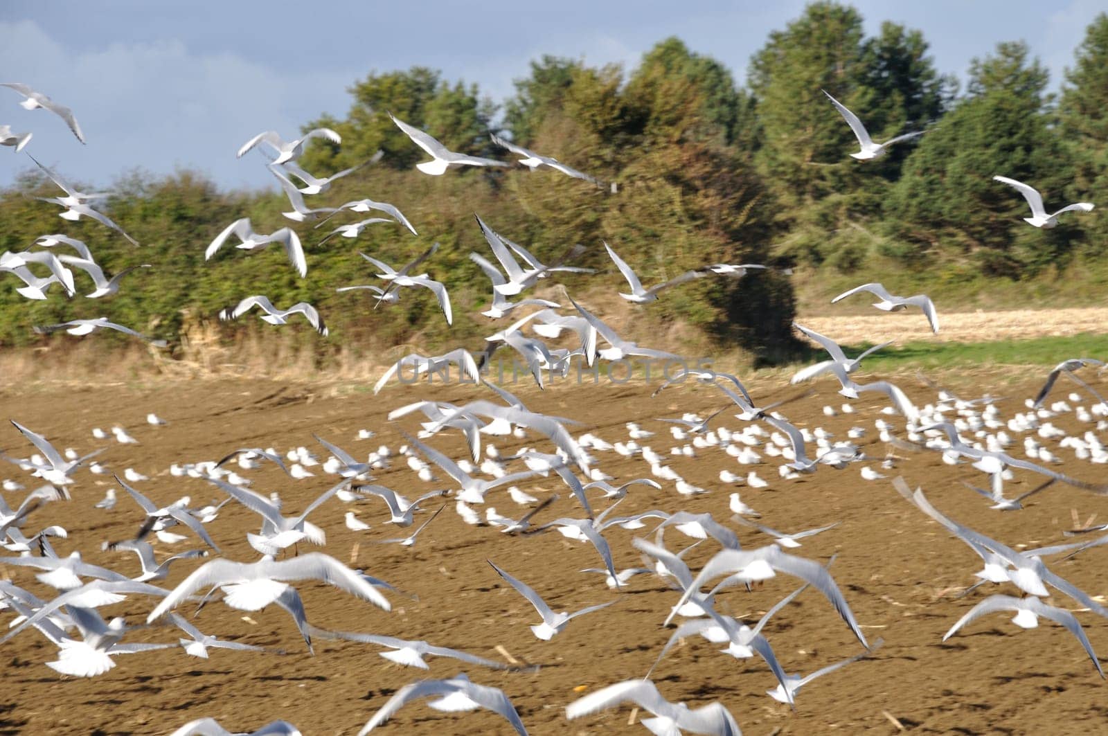 Plow tractor surrounded by seagulls