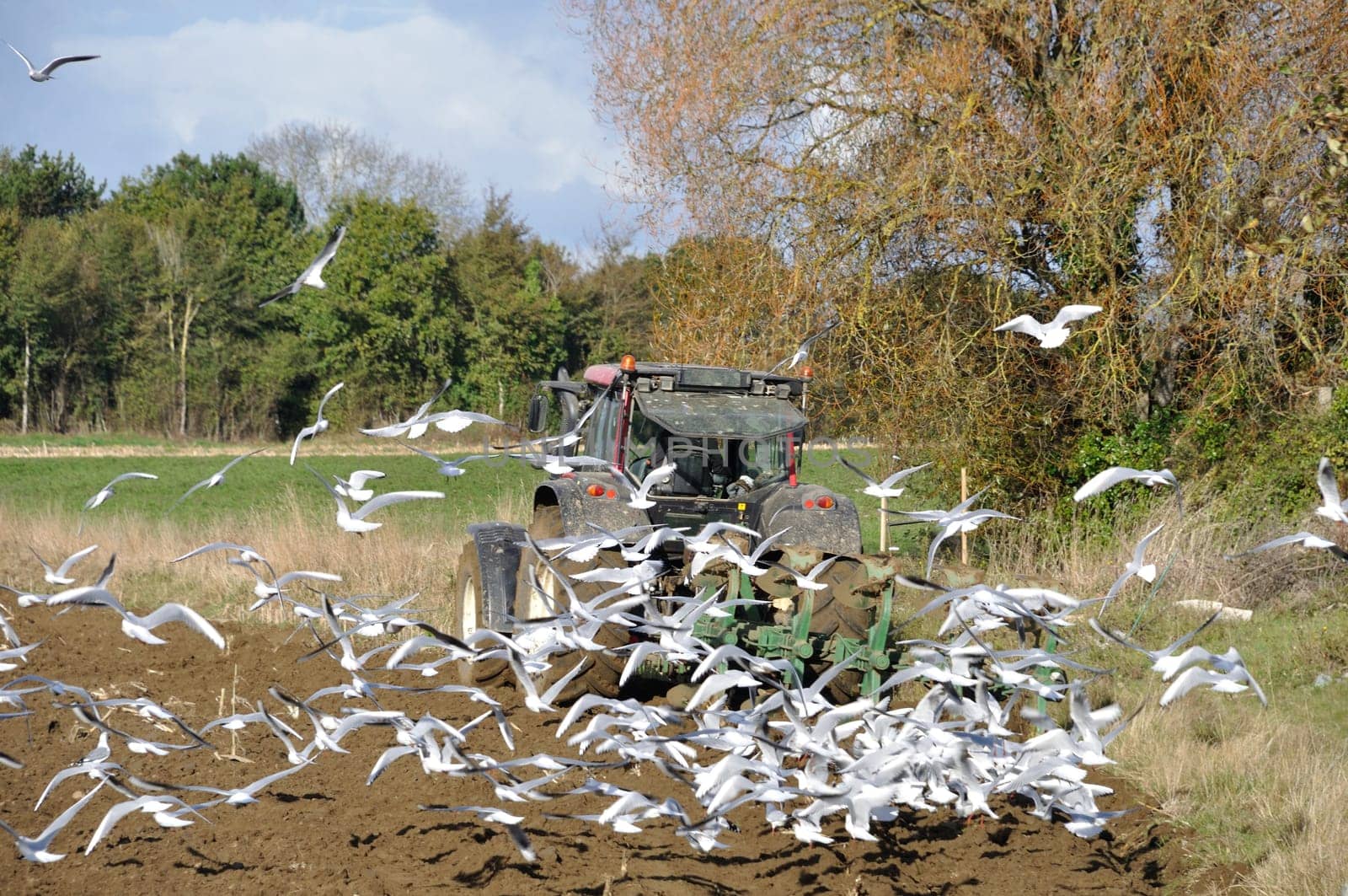 Plow tractor surrounded by seagulls