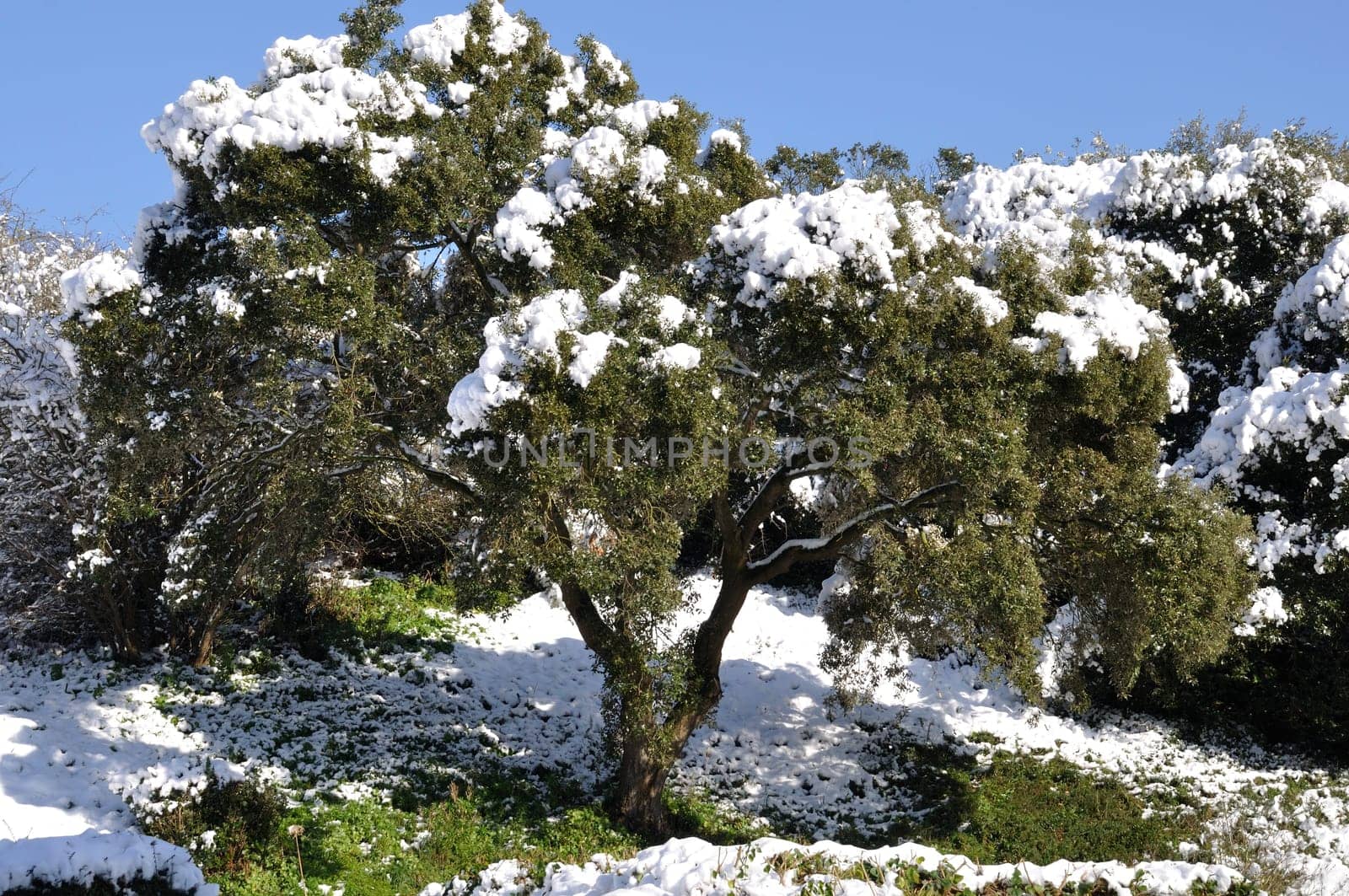 Tree under the snow in Brittany