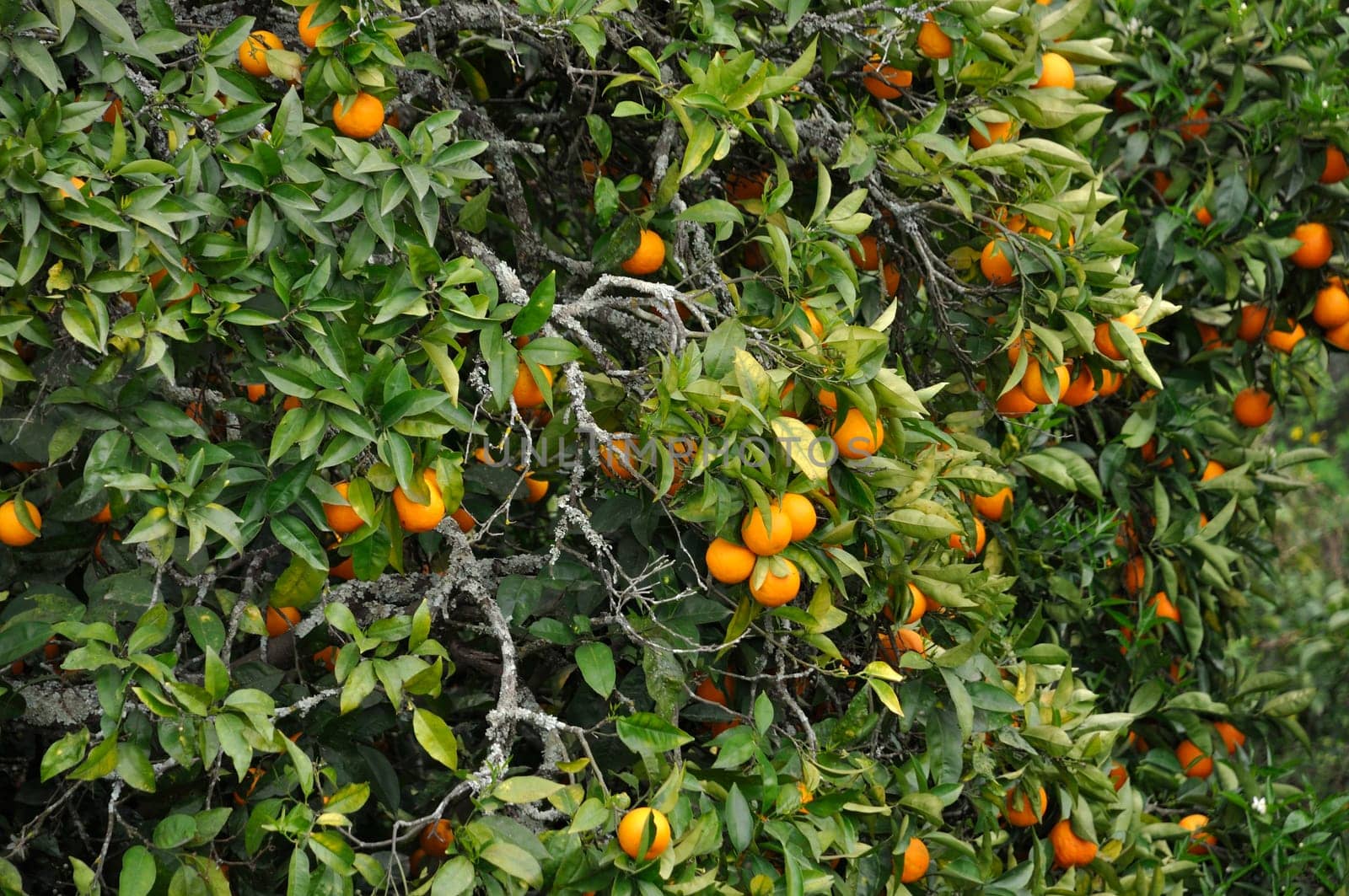 Orange tree near the Douro in Portugal