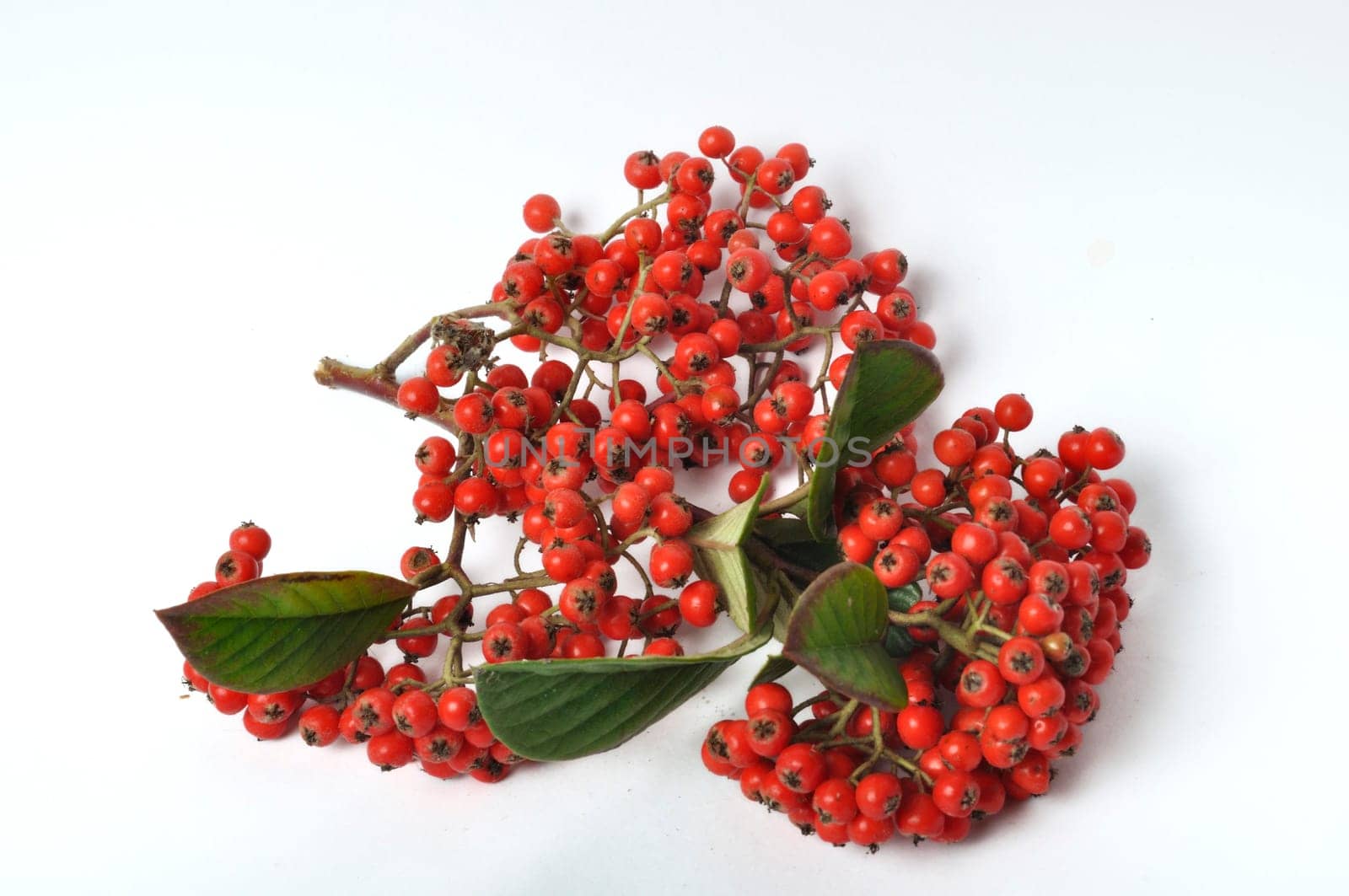Cotoneaster fruit on a white background