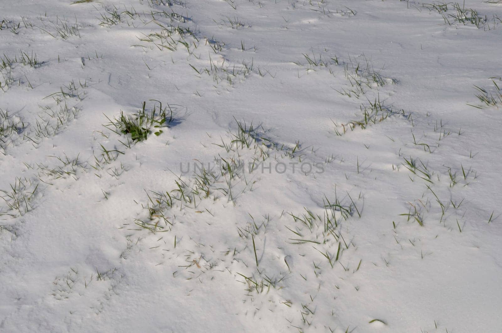 Fields under the snow in Brittany