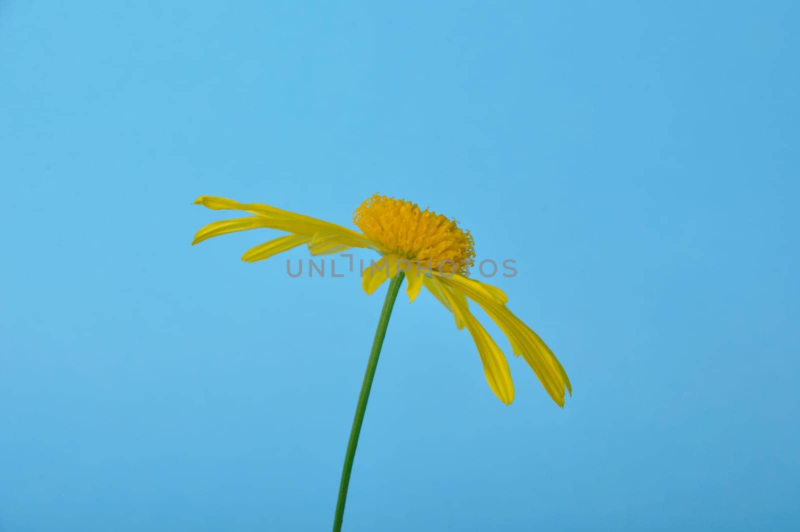 savannah daisies on a blue background
